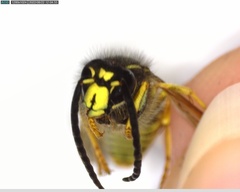 Dolichovespula saxonica