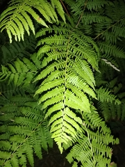 Athyrium filix-femina