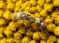 Stictopleurus abutilon