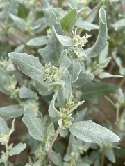 Atriplex laciniata