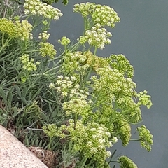 Crithmum maritimum