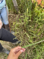 Leersia oryzoides