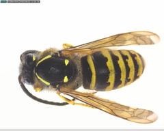 Dolichovespula saxonica