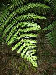 Athyrium filix-femina