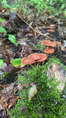 Agaricales