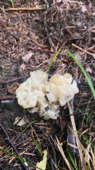 Ductifera pululahuana