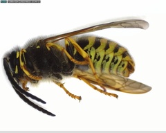 Dolichovespula saxonica