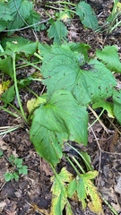 Symplocarpus foetidus