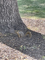 Sciurus