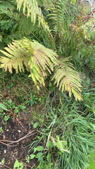 Matteuccia struthiopteris