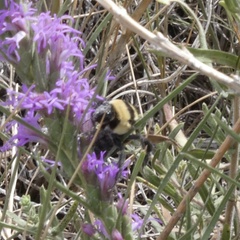 Bombus fraternus