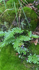 Polypodium virginianum