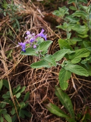 Nepeta racemosa