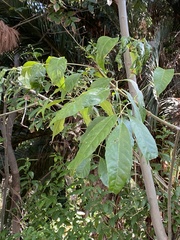 Fraxinus uhdei