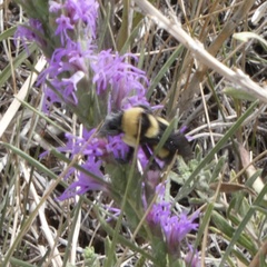 Bombus fraternus