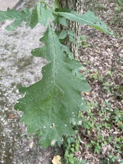 Quercus bicolor