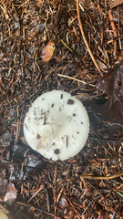 Amanita citrina
