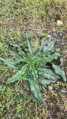 Helminthotheca echioides