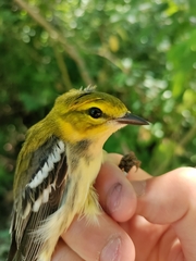 Setophaga virens