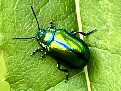 Chrysolinina