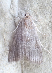 Elophila gyralis