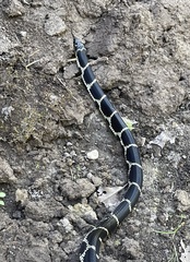 Lampropeltis getula