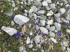 Gentianopsis ciliata