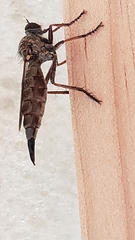 Neomochtherus willistoni