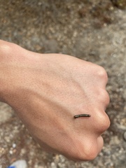 Phryganidia californica