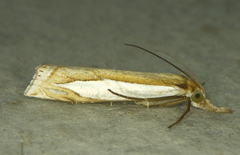 Crambus watsonellus