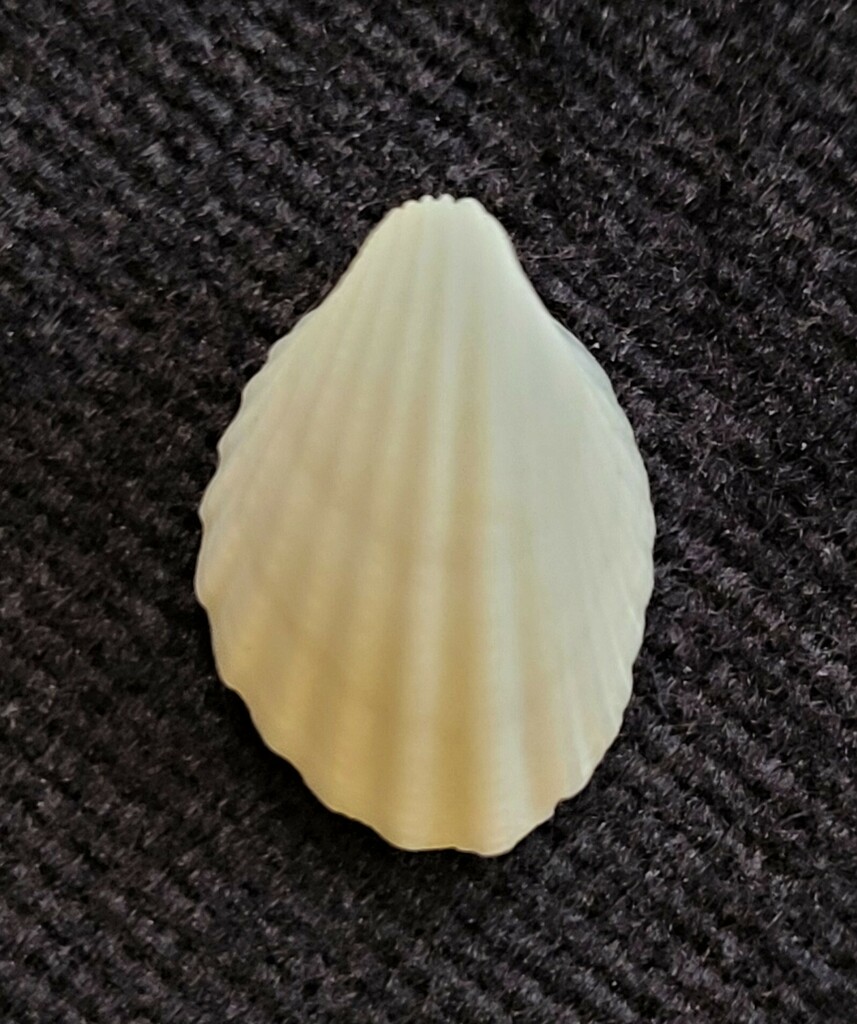 Apiocardia