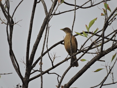 Turdus grayi