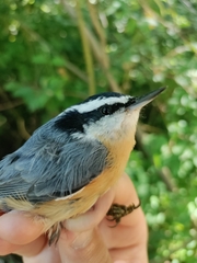 Sitta canadensis