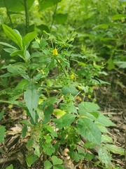 Oxalis stricta