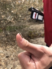 Phryganidia californica