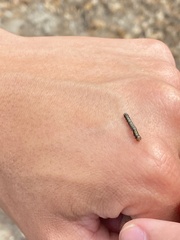 Phryganidia californica