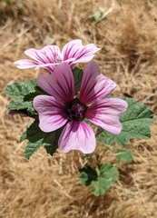 Malva sylvestris