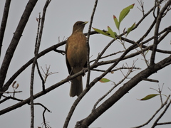 Turdus grayi