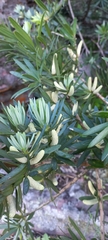 Podocarpus