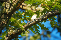 Phylloscopus bonelli