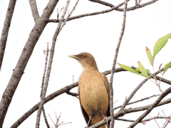 Turdus grayi