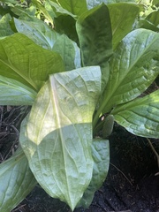 Lysichiton americanus