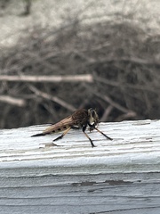 Promachus rufipes