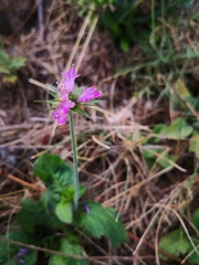 Knautia dipsacifolia