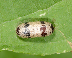 Campopleginae