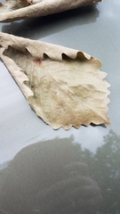 Quercus muehlenbergii