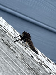 Promachus rufipes
