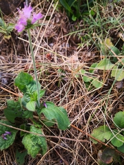Knautia dipsacifolia
