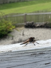Promachus rufipes