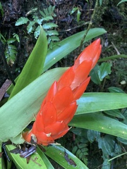 Guzmania berteroniana